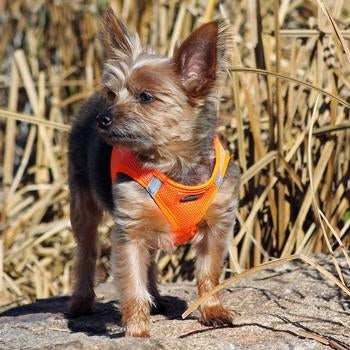 American River Dog Harness - Hunter Orange