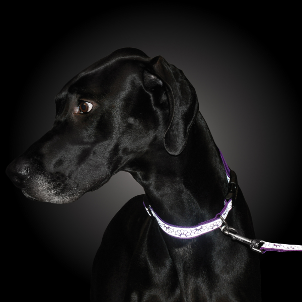 Lazer Brite Reflective Dog Collar Orange
