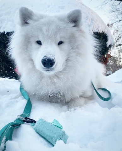 Seafoam Dog Life Duffel with Waste Bags