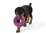 Dog with Sailz Seaflex Rubber Dog Toy Red