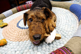 Dog with Himalayan Bone Head