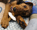 Dog with Himalayan Bone Head