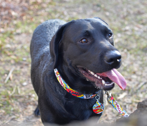 Comic Print collar on dog