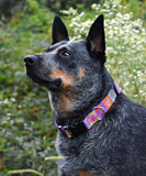 Crazy Hearts collar on dog