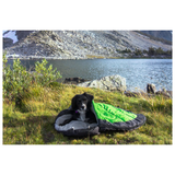 Dog in Alcott Adventure Sleeping Bag