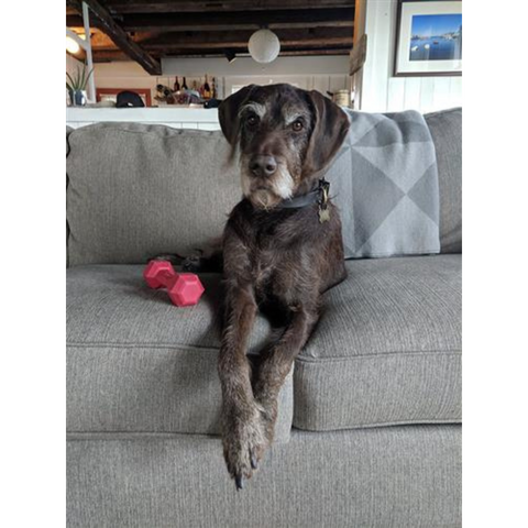 Dog with Dumbbell Large Rubber Dog Toy