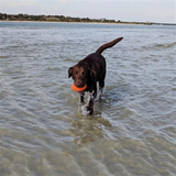 Dog with Textured Rubber Football Dog Toy
