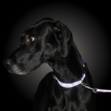 Lazer Brite Reflective Dog Collar
