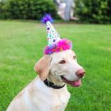 Party Hat - Superstar on dog